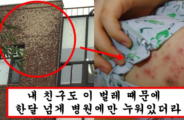 현재 날씨가 따뜻해지면서 서울에는 없지만 지방에서만 엄청나게 생기고 있다는 무서운 벌레의 정체